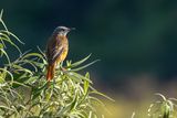Cape Rock Thrush (Monticola rupestris)