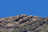 Cape Vulture (Gyps coprotheres)