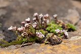 South African Pigmyweed (Crassula setulosa var rubra)