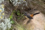 Drakensberg Rockjumper (Chaetops aurantius)