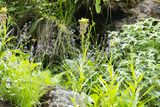 Pineapple Lily (Eucomis bicolor)