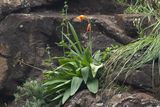 Dragons Head Sword Lily (Gladiolus dalenii)
