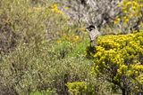 Grey Tit (Melaniparus afer)