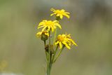 Senecio macrospermus