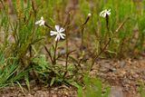 Silene sp.