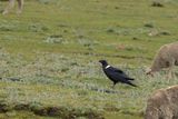 White-necked Raven (Corvus albicollis)