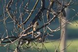 Red-throated Wryneck (Jynx ruficollis)