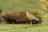 Crowned Lapwing (Vanellus coronatus)