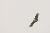 Lesser Adjutant (Leptoptilos javanicus)