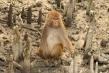 Rhesus Macaque (Macaca mulatta)