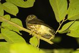 Brown Boobook (Ninox scutulata)