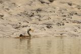 Masked Finfoot (Heliopais personatus)