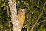 Buffy Fish Owl	(Ketupa ketupu)