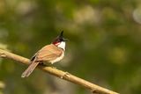 Red-whiskered Bulbul (Pycnonotus jocosus)