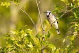 Blue Jay (Cyanocitta cristata)