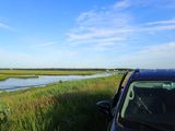 Birding from the car