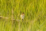 Saltmarsh Sparrow (Ammospiza caudacuta)