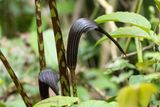 Indian Cobra-lily (Arisaema speciosum)
