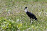Asian Woolly-necked Stork (Ciconia episcopus)