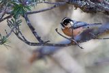 Black-browed Bushtit (Aegithalos iouschistos)