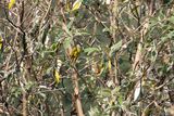 Crested Finchbill (Spizixos canifrons)