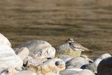 Long-billed Plover (Thinornis placidus)