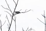 Oriental Cuckooshrike (Coracina javensis nipalensis)