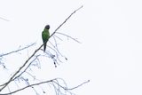 Red-breasted Parakeet (Psittacula alexandri fasciata)