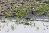Rosy Pipit (Anthus roseatus)
