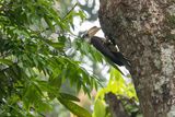 Austens Brown Hornbill (Anorrhinus austeni)
