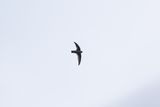 Himalayan Swiftlet (Aerodramus brevirostris)