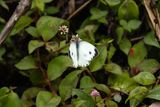 Indian Cabbage White (Pieris canidia)