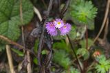 Primula lacerata
