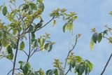 Striated Bulbul (Alcurus striatus)
