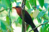 Yellow-billed Malkoha (Rhamphococcyx calyorhynchus)