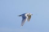 MEDITERRANEAN GULL . BOWLING GREEN MARSH . TOPSHAM . DEVON . 1 / 11 / 2022