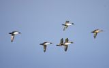 NORTHERN PINTAIL . BOWLING GREEN MARSH . TOPSHAM . DEVON . 1 / 11 / 2022