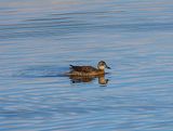 GARGANEY ( Female ) . BOWLING GREEN MARSH . TOPSHAM . DEVON . 17 / 11 / 2022