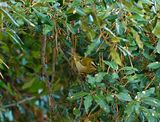 FIRECREST . BOWLING GREEN LANE . TOPSHAM . DEVON . ENGLAND . 17 / 11 / 2022