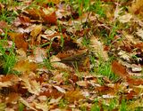 OLIVE-BACKED PIPIT ( Turdus hodgsoni ) . PHEAR PARK . EXMOUTH . 13 / 12 / 2022