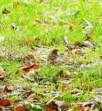 OLIVE-BACKED PIPIT ( Anthus hodgsoni ) .PHEAR PARK . EXMOUTH . 12 / 12 / 2022