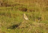 ISABELLINE WHEATEAR . COLYFORD COMMON . DEVON . 21 / 12 / 2022
