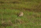 ISABALLINE WHEATEAR . COLYFORD COMMON . DEVON . 4 / 1 / 23
