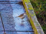 EASTERN YELLOW WAGTAIL . COLYFORD COMMON . DEVON . 7 / 1 / 2023