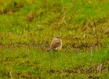 ISABELLINE WHEATEAR . COLYFORD COMMON . DEVON . 4 / 1 / 23
