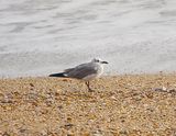  LAUGHING GULL . SLAPTON SANDS . DEVON. 6 / 1 / 23