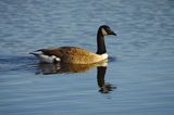CANADA GOOSE . BOWLING GREEN MARSH . TOPSHAM . DEVON . 13 / 1 / 23