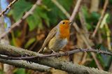 ROBIN . BOWLING GREEN MARSH . DEVON . 13 / 1 / 23