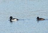 TUFTED DUCK . BOWLING GREEN MARSH . DEVON . 13 / 1 / 23