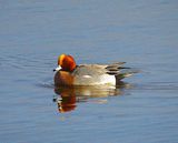 EURASIAN WIGEON . BOWLING GREEN MARSH . DEVON . 13 / 1 / 23